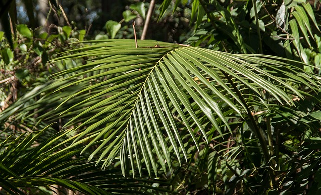 Foto do arquivo: fornecida por 【bandar4d】