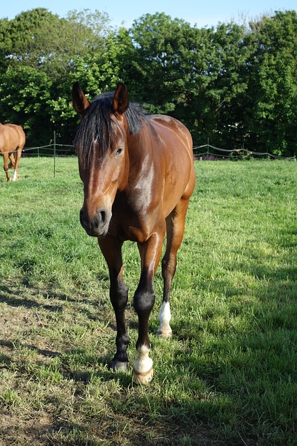 Foto do arquivo: fornecida por 【hippodrome roulette】