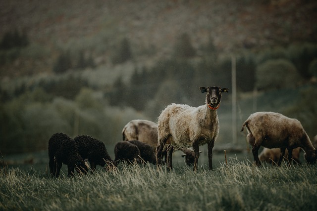 Foto do arquivo: fornecida por 【groundhog harvest pg】