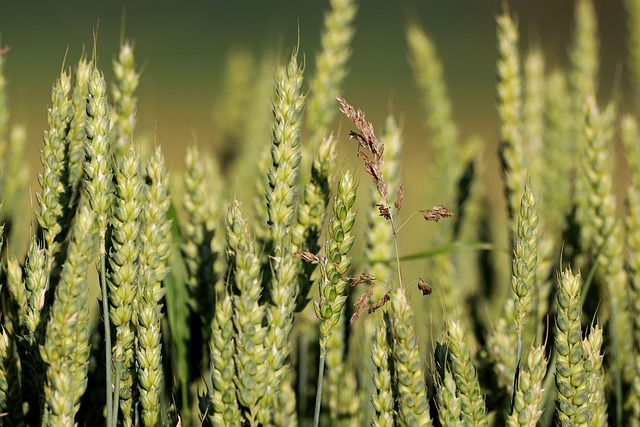 Foto do arquivo: fornecida por 【Plataforma que garante bônus de boas-vindas para novos registros】