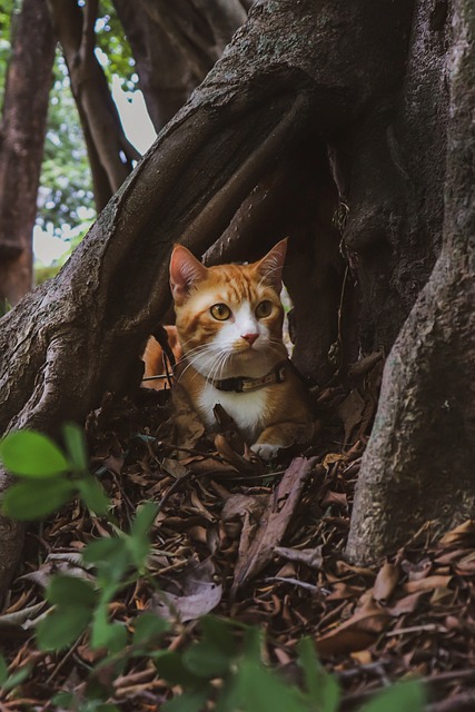 Foto do arquivo: fornecida por 【sonhar com batata jogo do bicho】