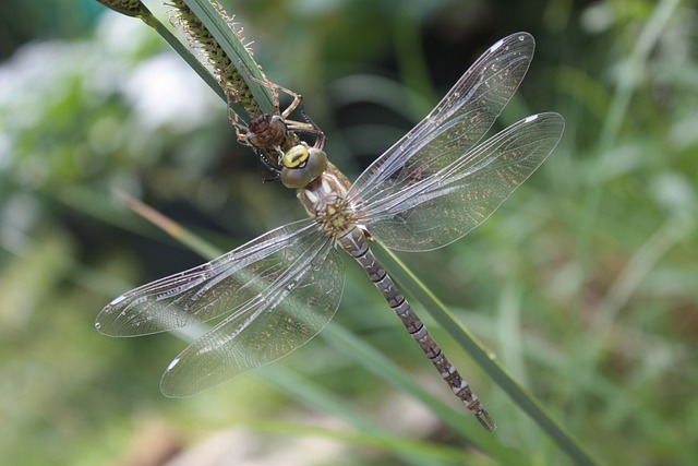 Foto do arquivo: fornecida por 【oriental prosperity pg】