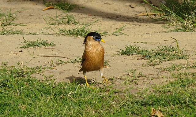 bicho furaobicho furão fotos