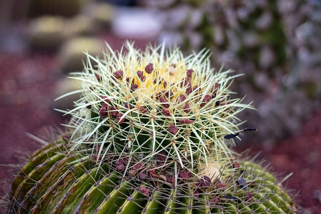 nova plataforma da brabet