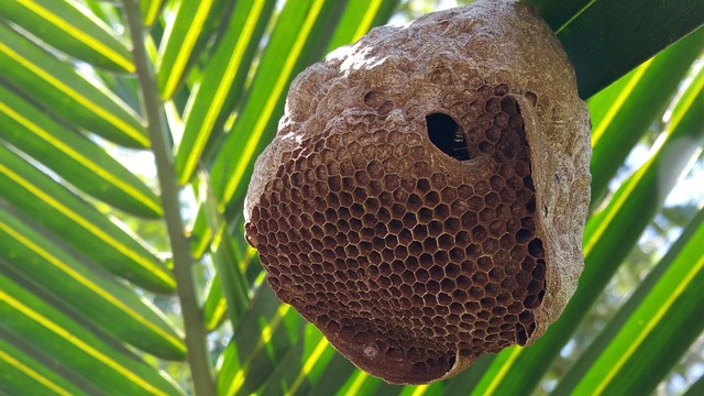 quais os números da borboleta no jogo do bicho