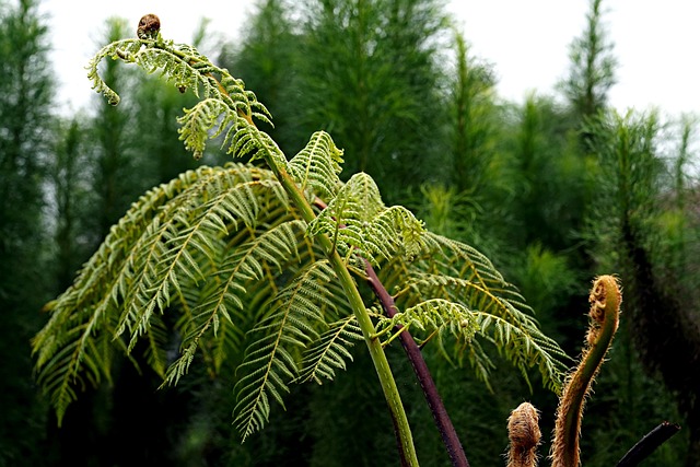 Foto do arquivo: fornecida por 【quina rosa para que serve】