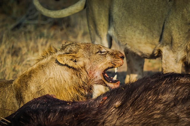 Foto do arquivo: fornecida por 【bônus de cadastro grátis sem depósito】