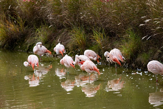 Foto do arquivo: fornecida por 【del lago】