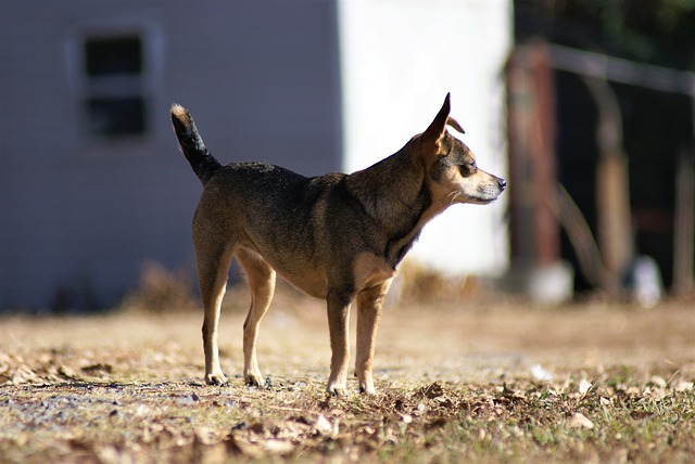 tirando bicho de pé—— na africa