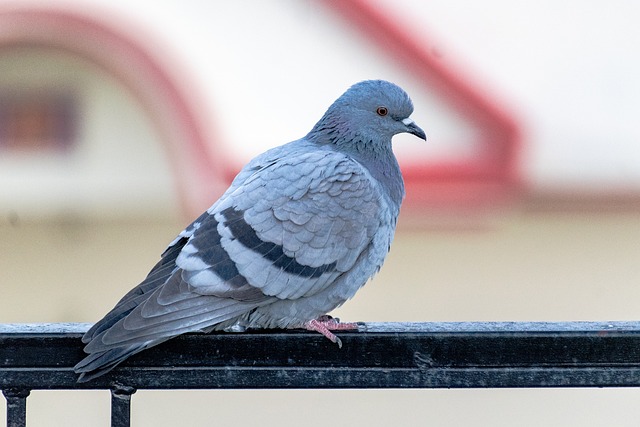 sonhar com pombo no jogo do bicho