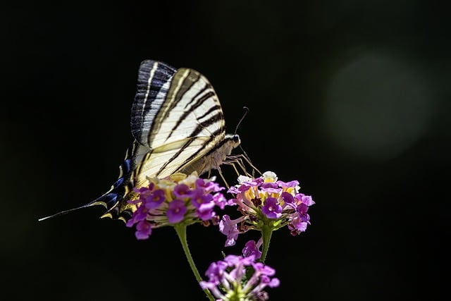 bichos feios e engraçados_fotos de 