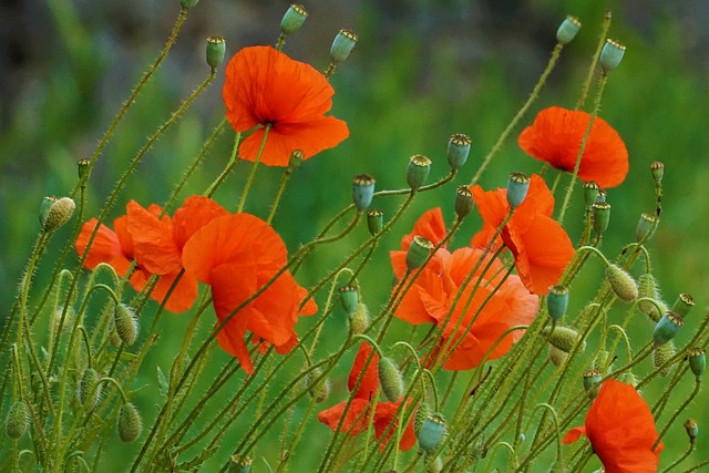 caixaloterias——caixa loterias lotofacil