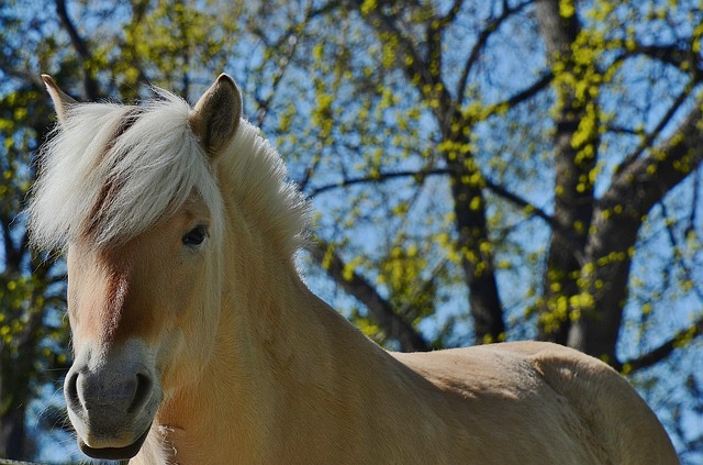 o jogo do my little pony