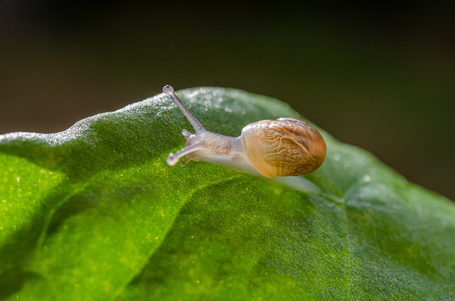 palpite do bicho para federal|palpite do bicho federal