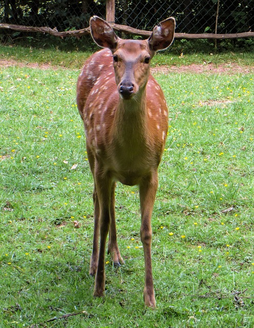 tirando bicho de pé