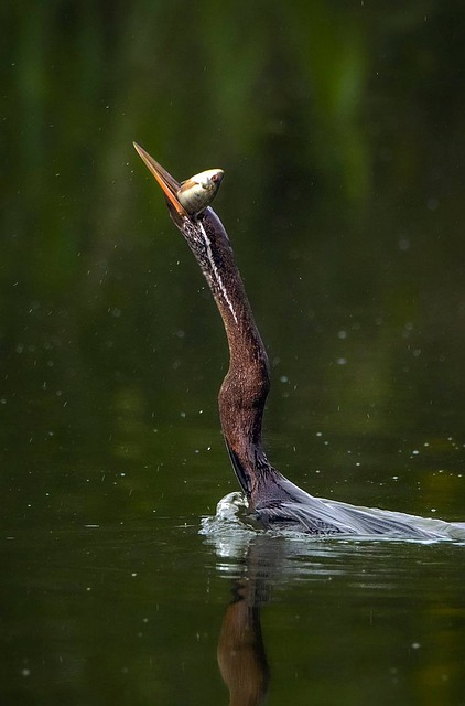 Plataforma de envios monetários Tigre