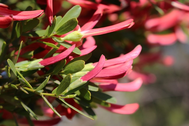 bacara rouge