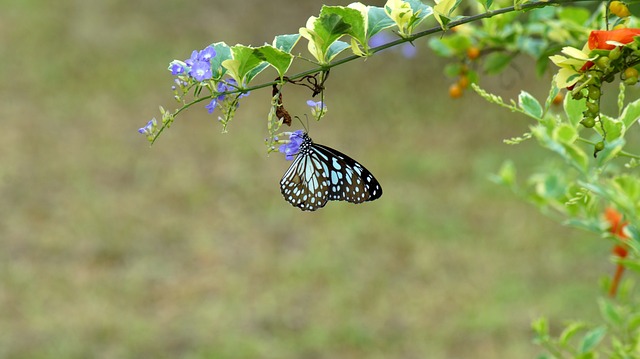 Foto do arquivo: fornecida por 【us dv lottery】