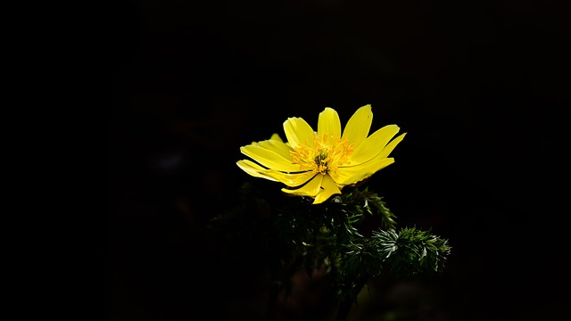 Foto do arquivo: fornecida por 【puxadas bicho】