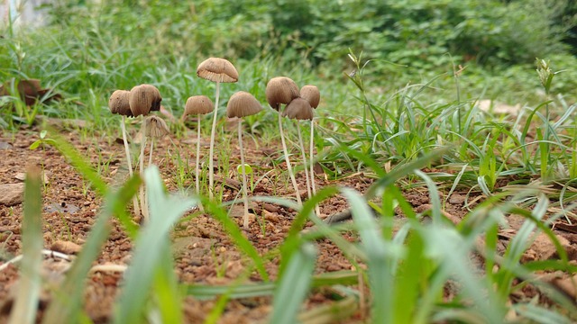 jogo do tigrinho para ganhar dinheiro