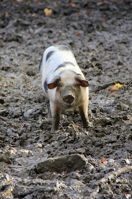 Foto do arquivo: fornecida por 【Sugestões para o sorteio do bicho nacional】