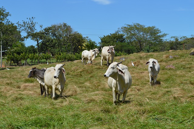 Foto do arquivo: fornecida por 【resultado jogo do bicho das 11 horas de hoje】