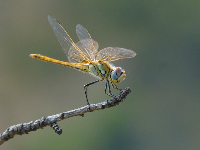 bicho de pelucia grande