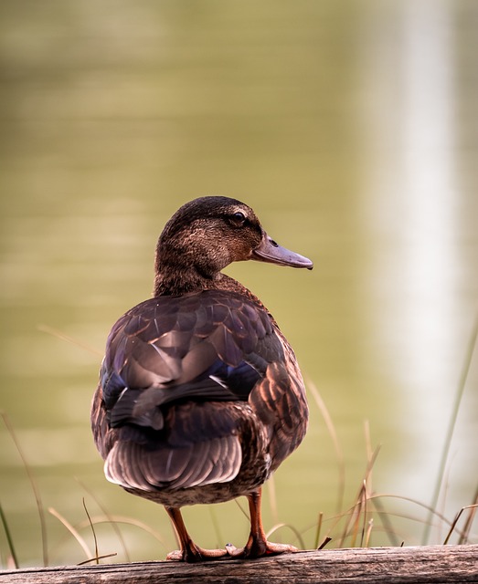 Foto do arquivo: fornecida por 【lucky duck casino】