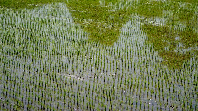 Dinheiro simples e garantido via pix para negativado