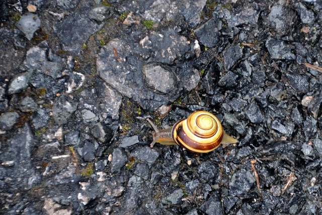 palpite do bicho para hoje