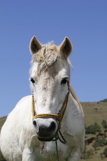 jogo de laço de cavalo