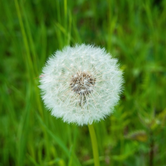 Foto do arquivo: fornecida por 【year of rabbit fortunes】