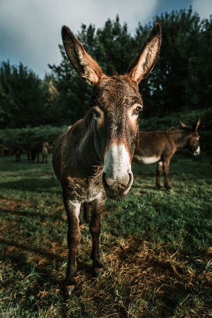 Foto do arquivo: fornecida por 【karamba slots】