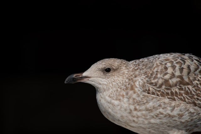 palpite de bicho para hoje——palpite de bicho para federal hoje