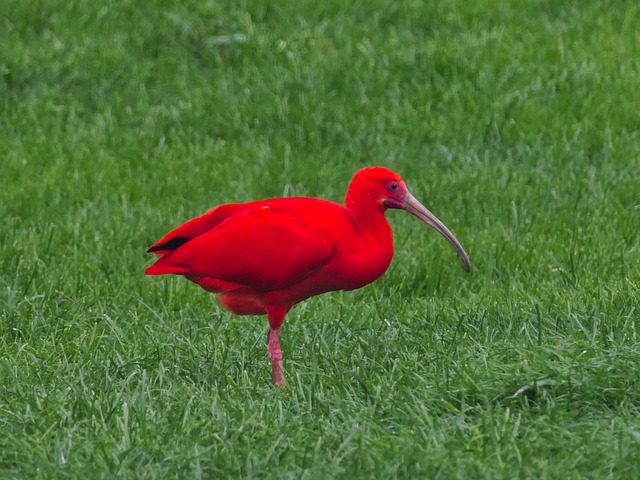 palpite do jogo do bicho resultado fácil, de hoje