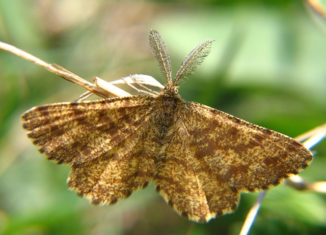 roleta borboleta