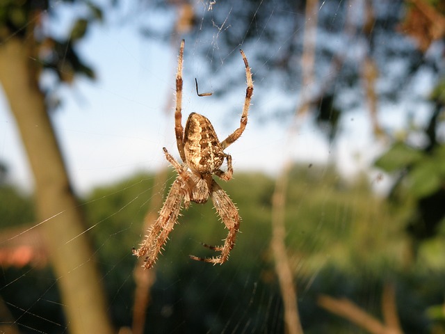 docinho bicho de pé