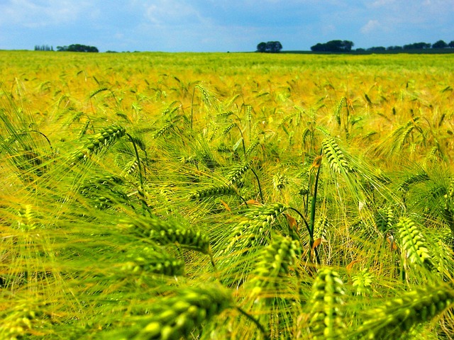 Foto do arquivo: fornecida por 【borgata online】