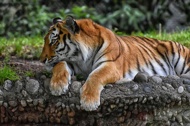 Foto do arquivo: fornecida por 【Nova plataforma Fortune Tiger para sorteios】