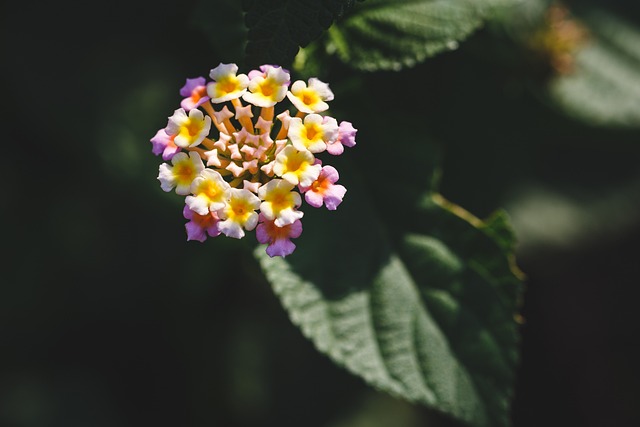 Foto do arquivo: fornecida por 【bets 365】