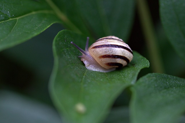 loterias da caixa quina