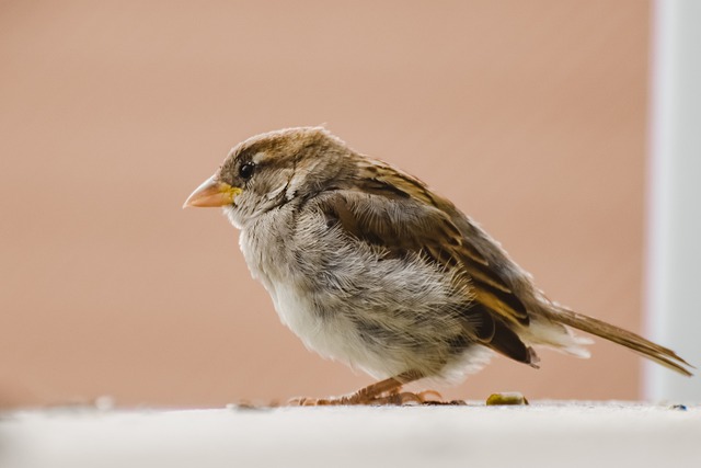 qual o bicho para hoje