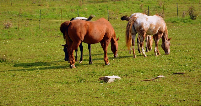 Foto do arquivo: fornecida por 【Plataformas lançadas hoje para competições】