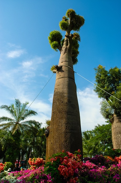 a história do jogo do bicho——cast of lei da selva 