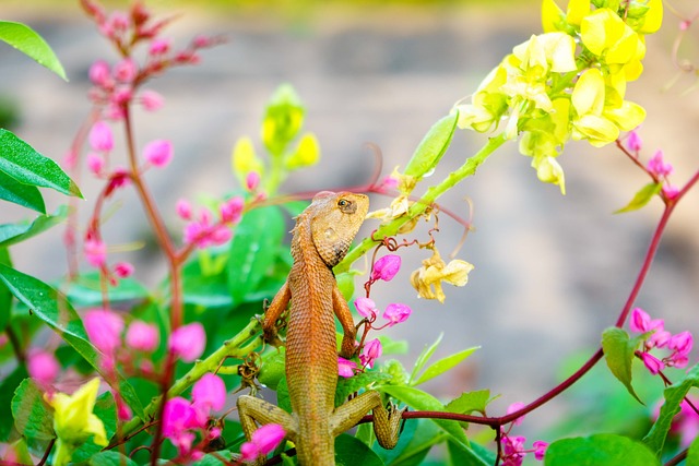 Foto do arquivo: fornecida por 【sonhar com lagarto jogo do bicho】