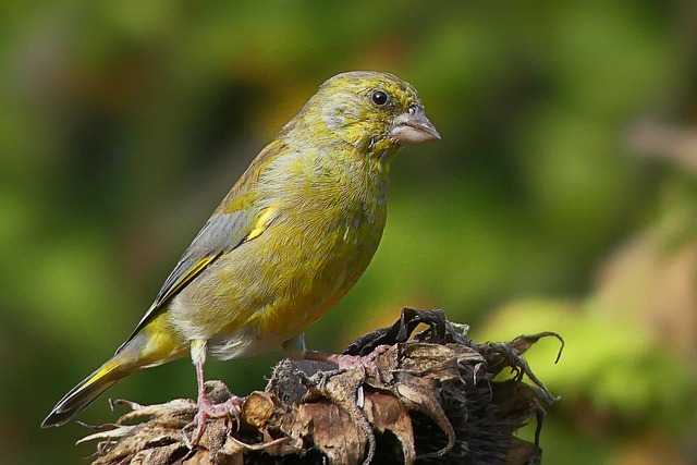 jogo de bicho de pernambuco