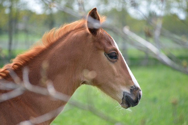 quanto custa um cavalo mustang