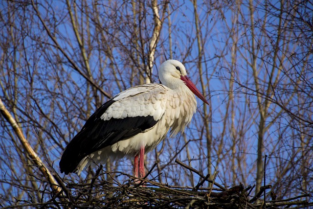 Foto do arquivo: fornecida por 【bicho aleluia】