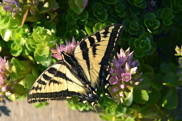 tigrinho plataforma