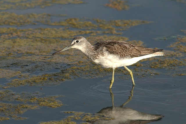 plataforma tigrinho